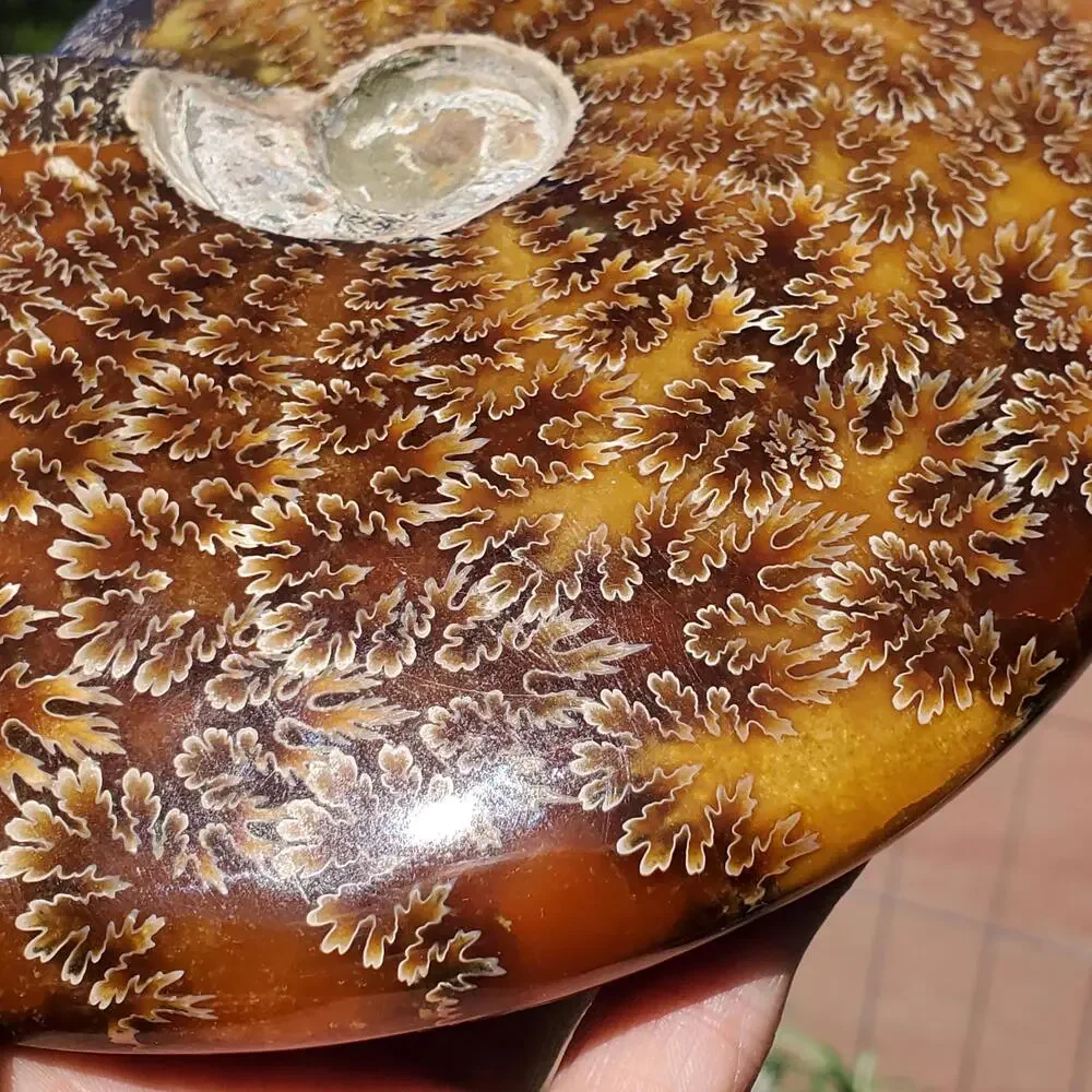 Large Cleoniceras Ammonite Masterfully Polished Fossil 1070 grams